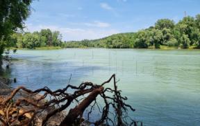drava hina