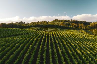 vinograd