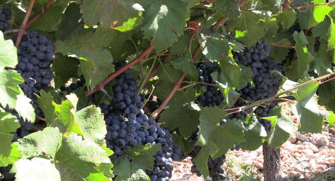 vinograd - grožđe