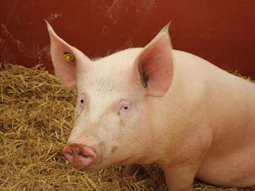 svinja