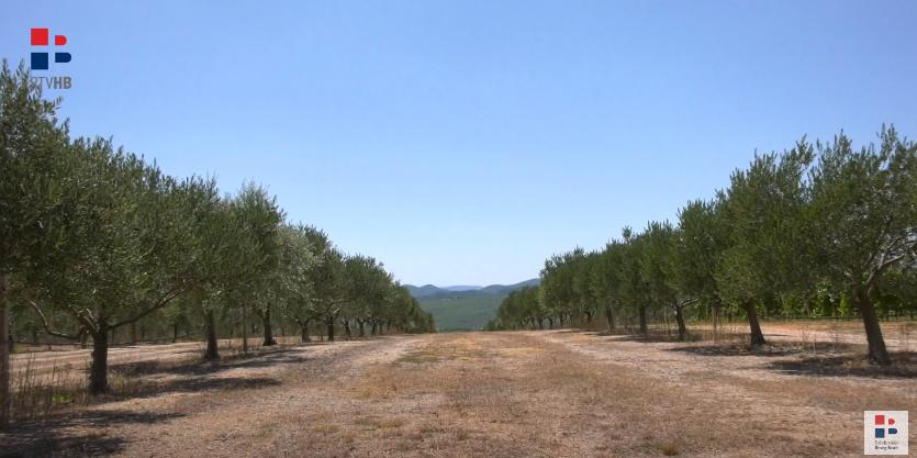 masline