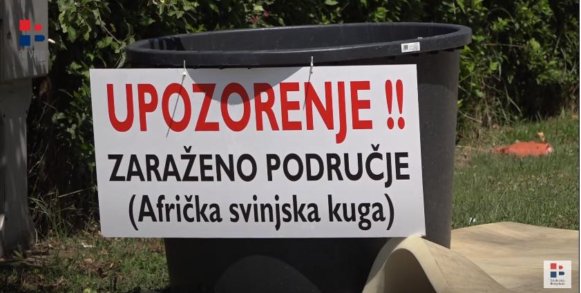 svinjska kuga.png