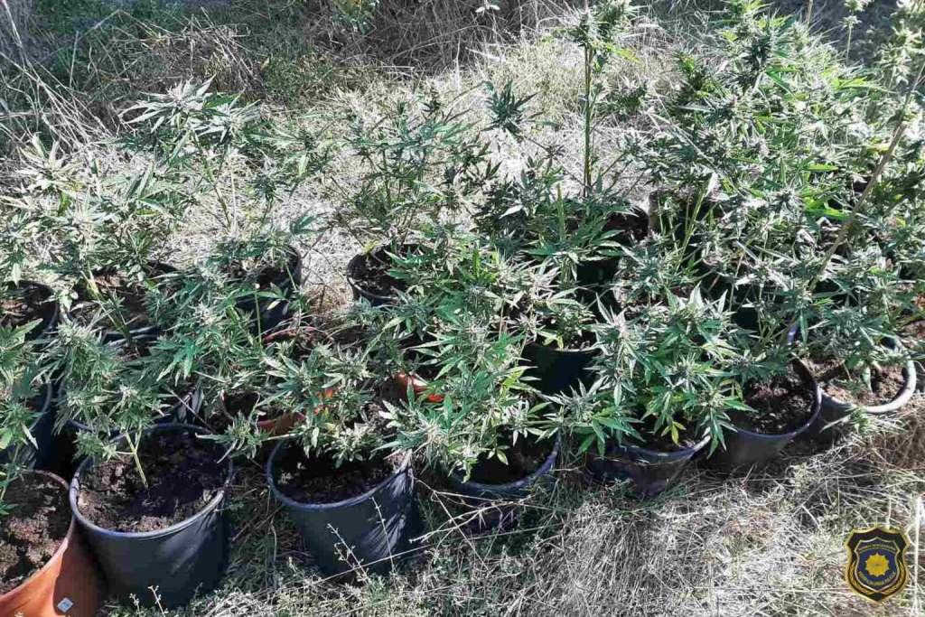marihuana