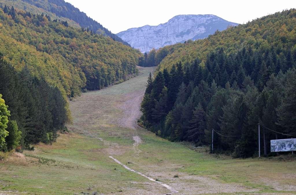 šuma