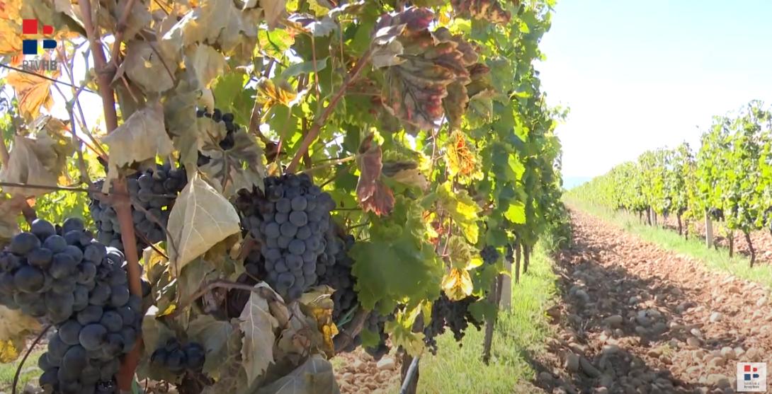 vinograd grozde vino.png