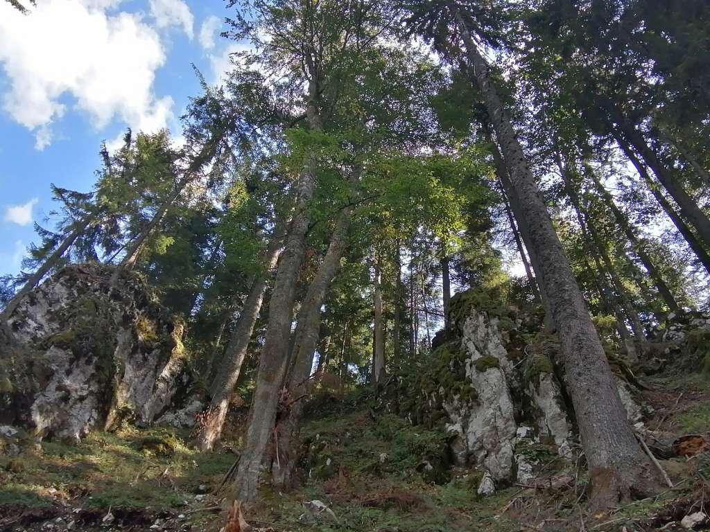 šuma
