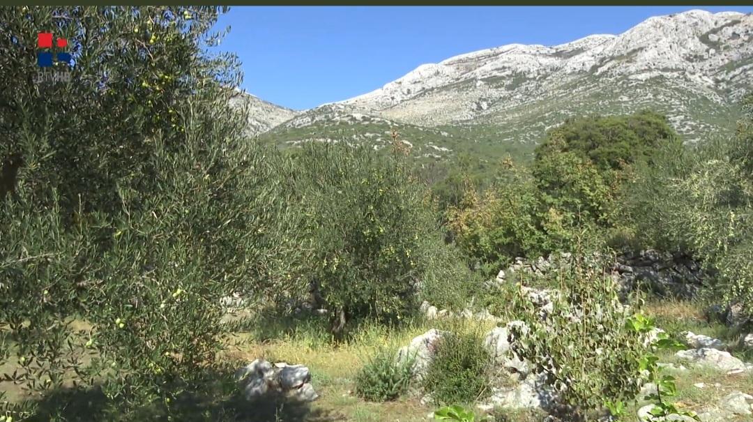 Masline