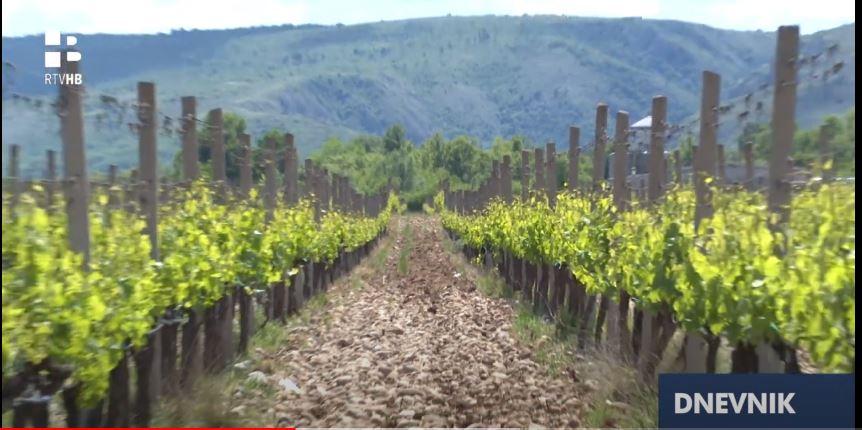 vinopgrd