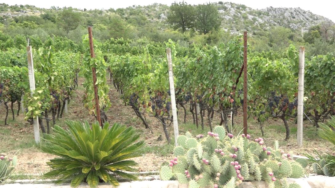 VINOGRADI