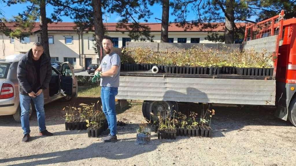 Livnjacima podijeljeno tisuću sadnica hrasta lužnjaka