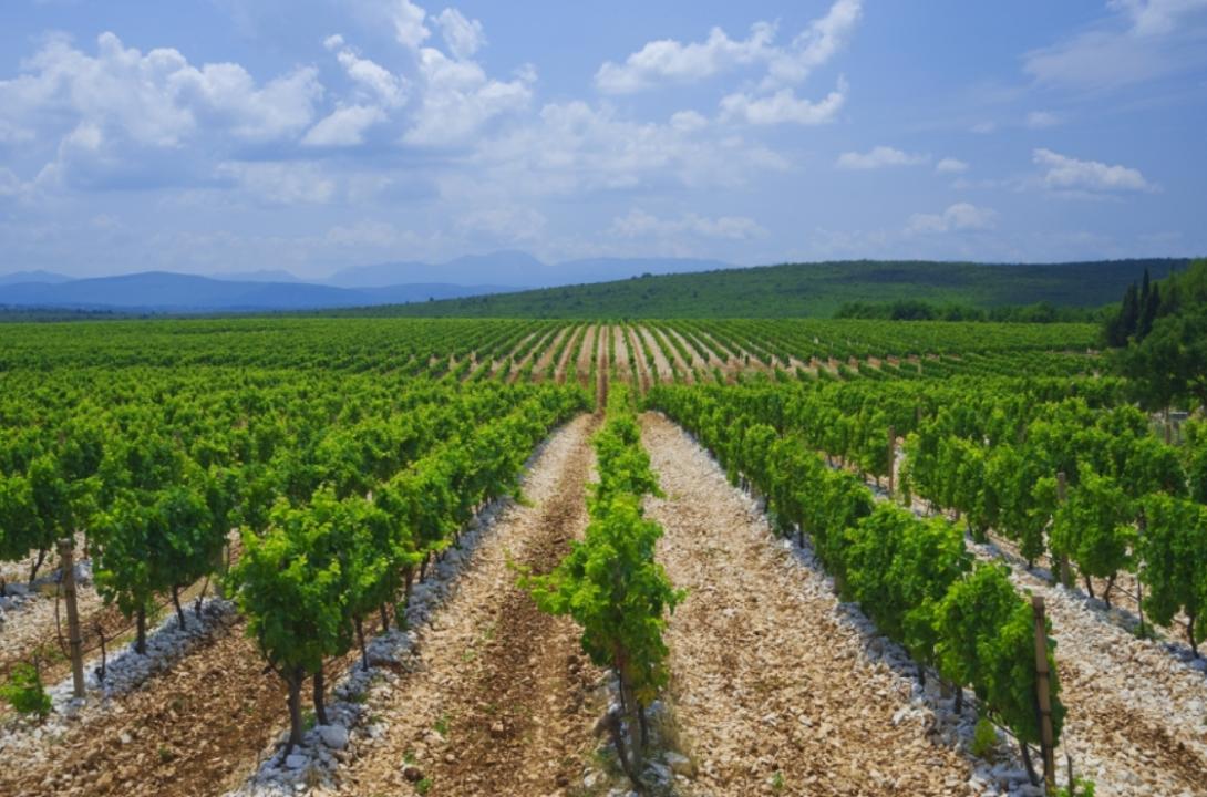 kameni vinogradi