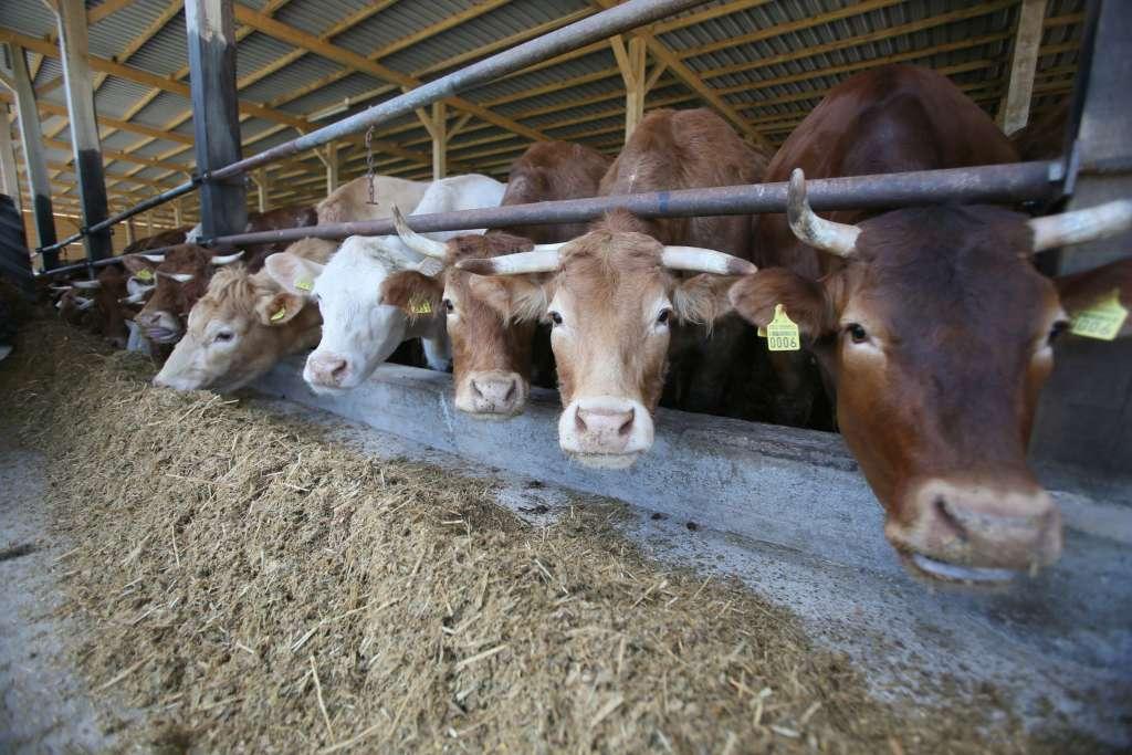 krave krava farma 