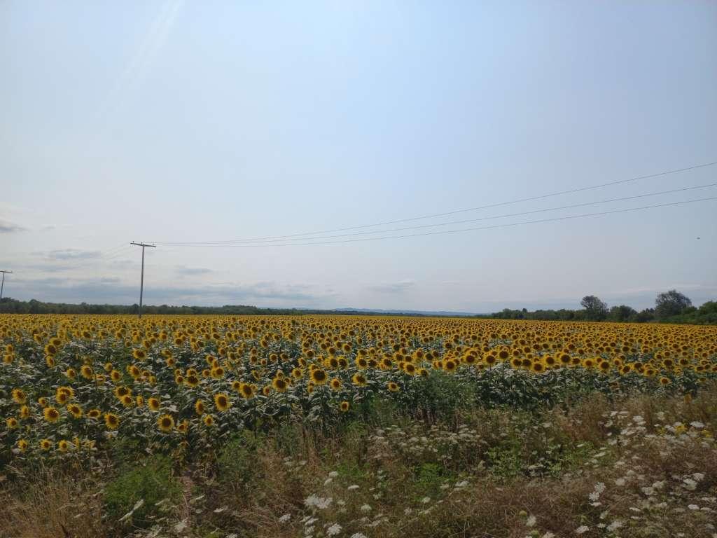 suncokret