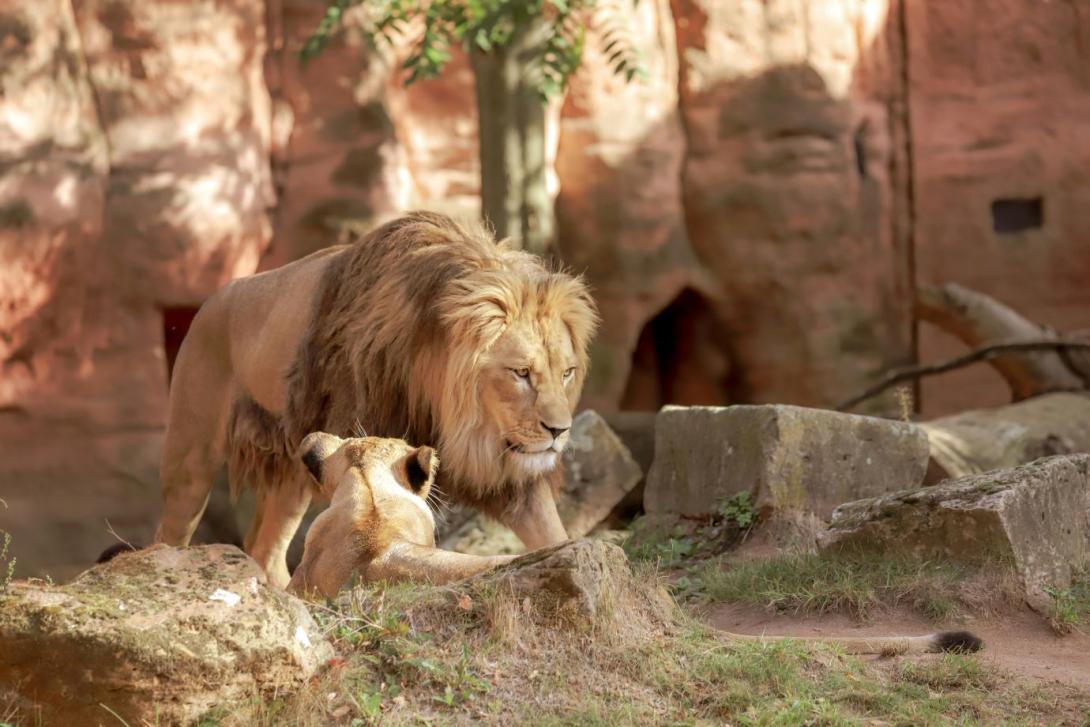 zoo